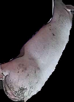 Crop