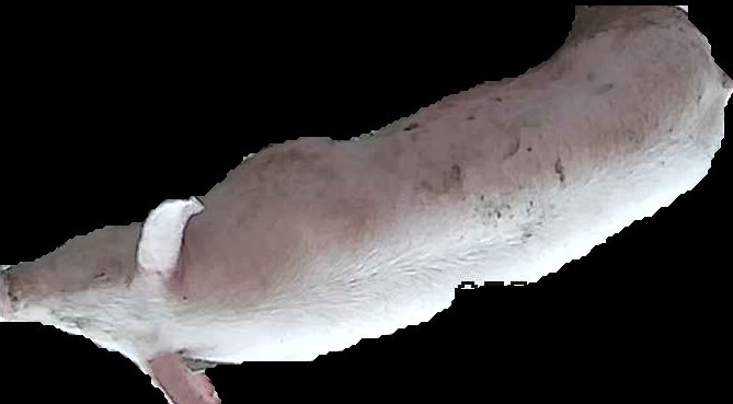 Crop