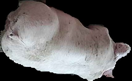 Crop