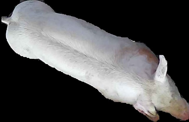 Crop