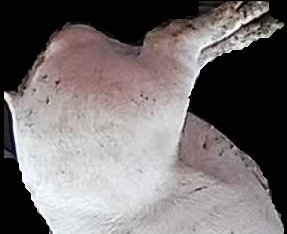 Crop