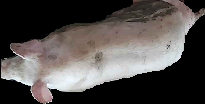 Crop