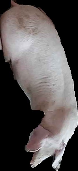 Crop