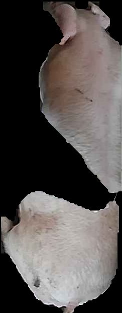 Crop