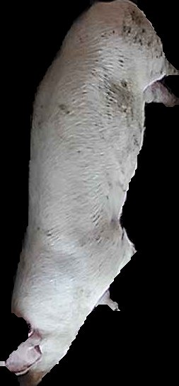 Crop