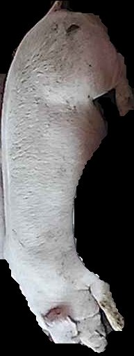 Crop