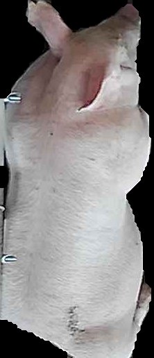 Crop