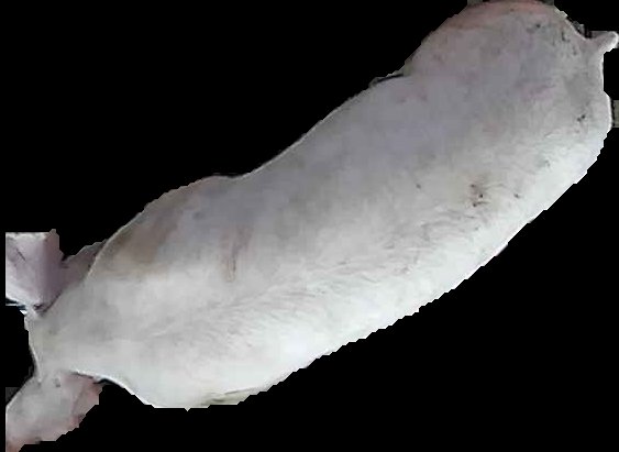 Crop