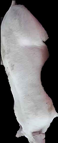 Crop