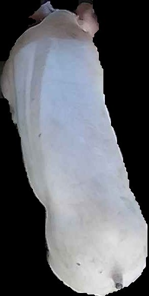 Crop