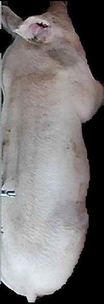 Crop