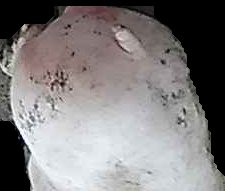 Crop