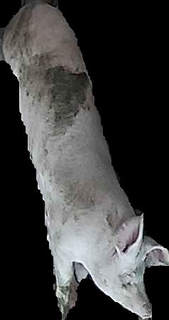 Crop