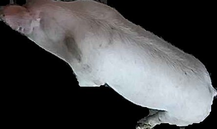 Crop