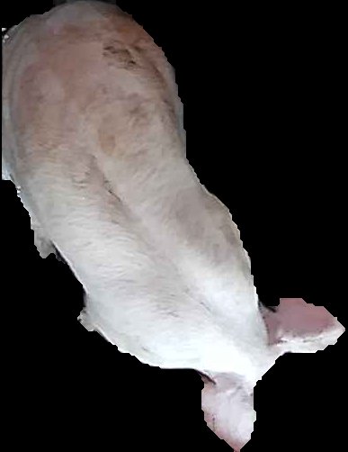 Crop