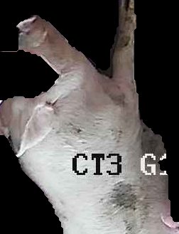 Crop