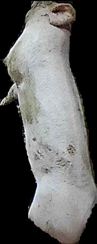 Crop