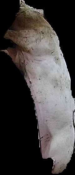 Crop
