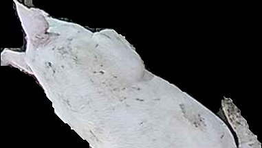 Crop