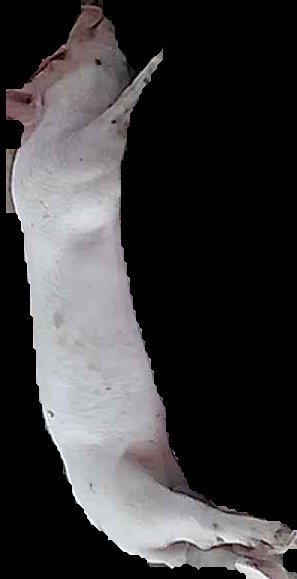 Crop