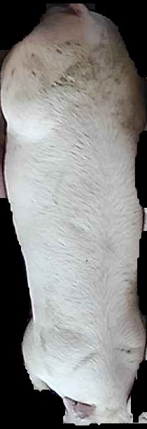 Crop