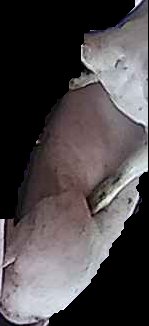 Crop