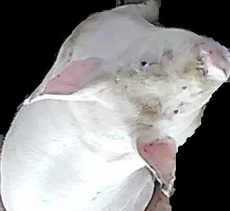 Crop