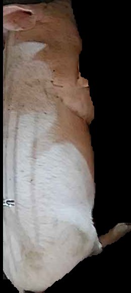 Crop