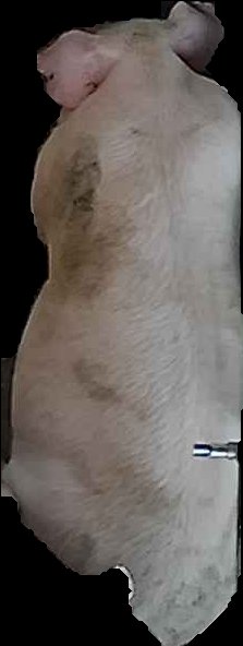 Crop