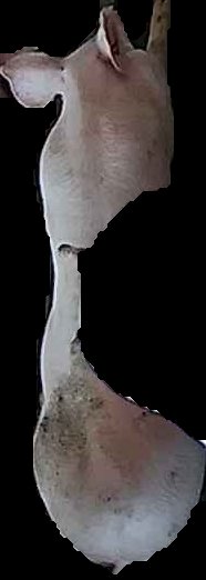 Crop