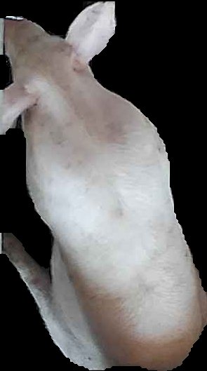 Crop