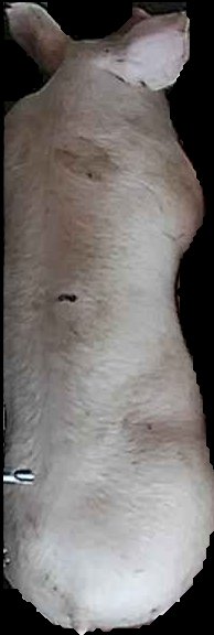 Crop