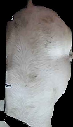 Crop