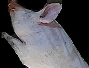 Crop