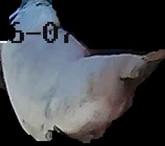 Crop