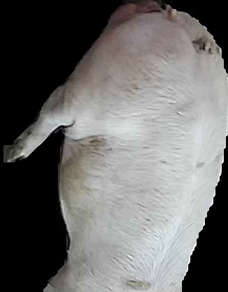 Crop