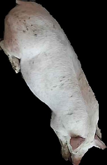 Crop