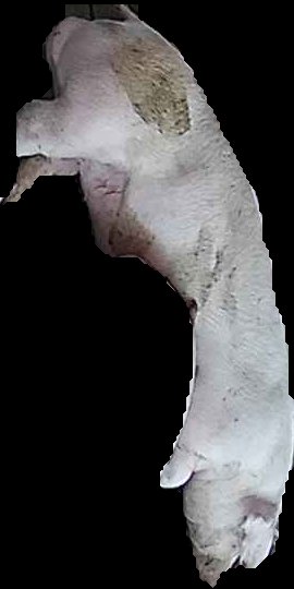 Crop