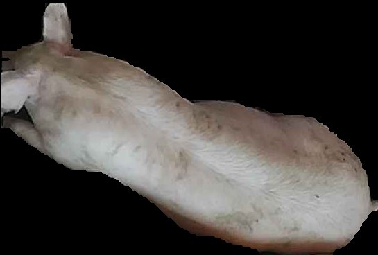 Crop