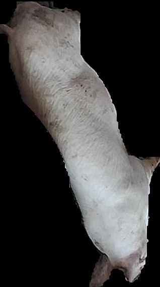 Crop