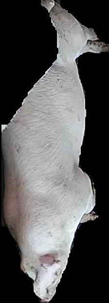 Crop