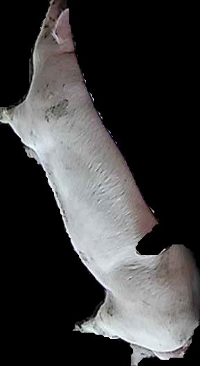 Crop