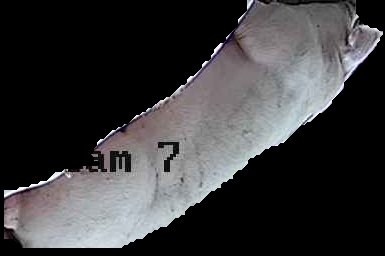 Crop