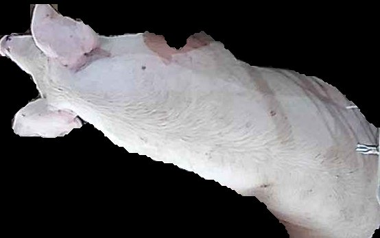 Crop
