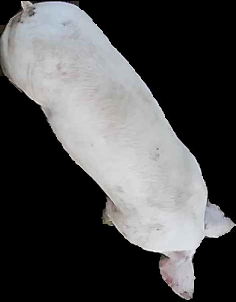 Crop