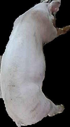 Crop