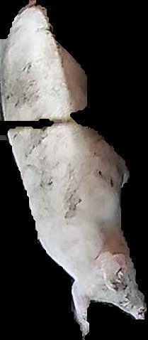Crop