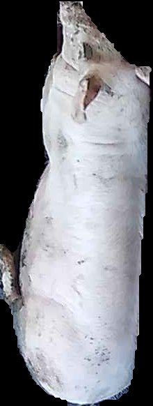 Crop