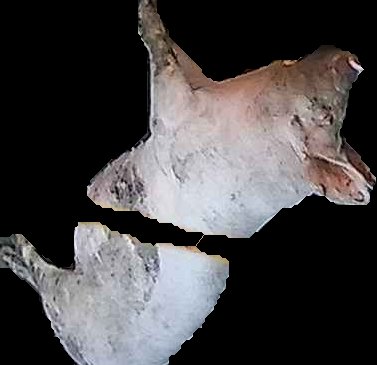 Crop