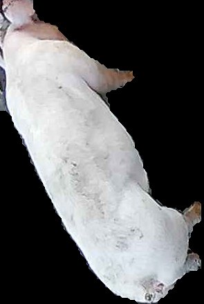 Crop